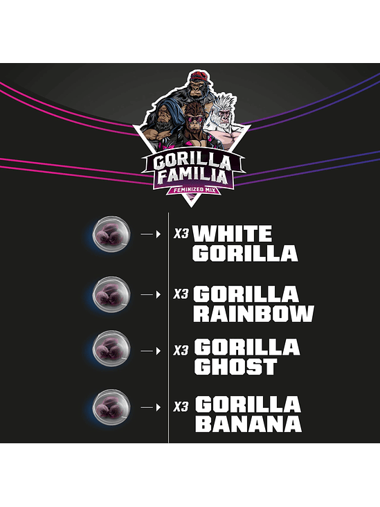 GORILLA FAMILIA MIX FEM X12-BSF 2