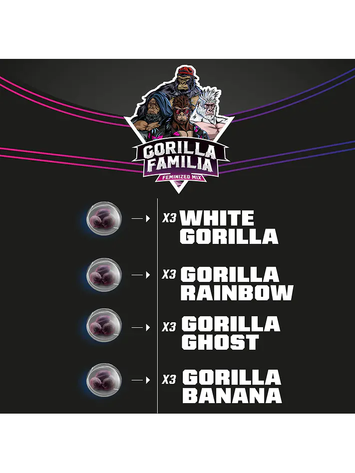 Gorilla Familia Mix Fem X12-Bsf 2