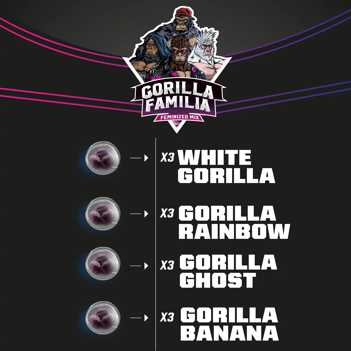Gorilla Familia Mix Fem X12-Bsf 2