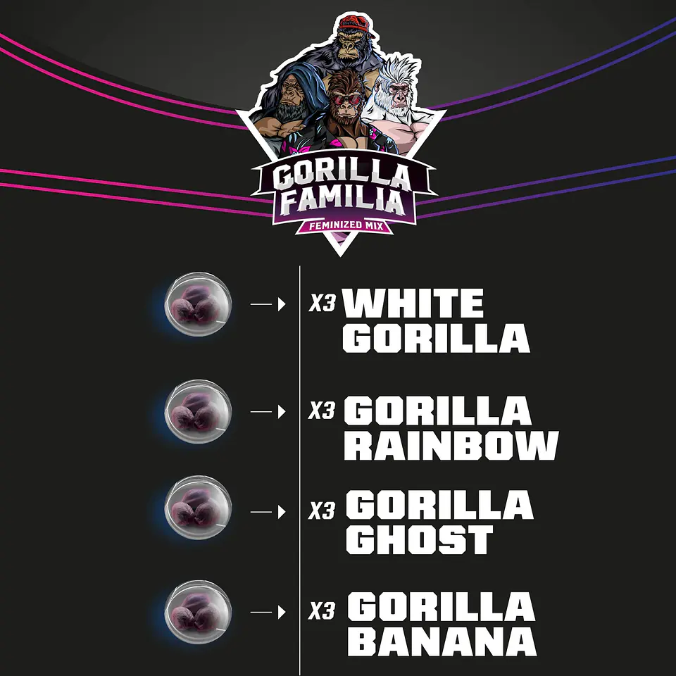 Gorilla Familia Mix Fem X12-Bsf 2