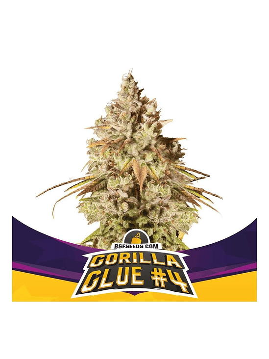 GORILLA GLUE N4 FEM  X2-BSF 1
