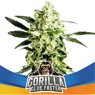 GORILLA GLUE FASTER FEM X2- BSF