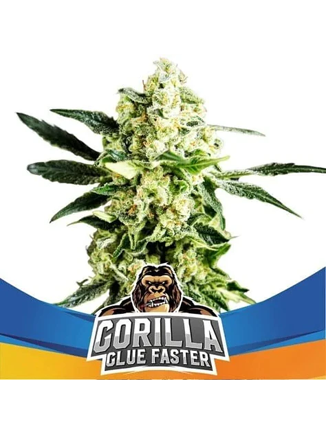 Gorilla Glue Faster Fem - Bsf (X4/X2) 1