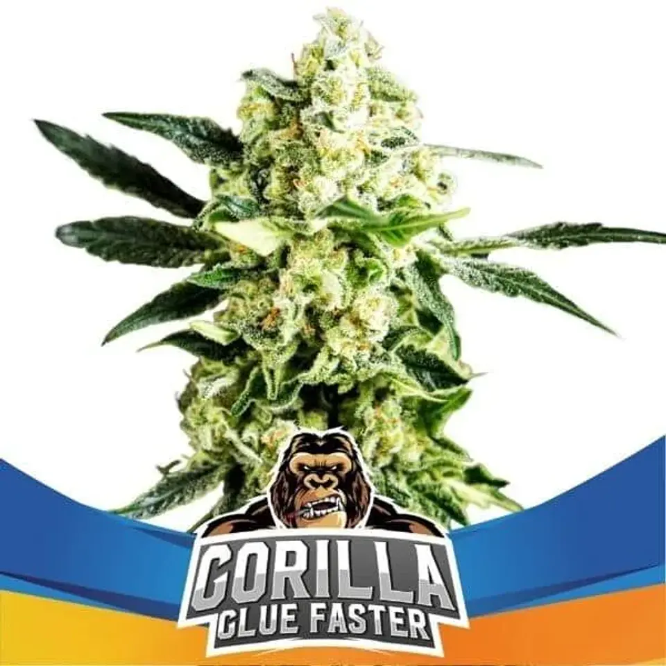 Gorilla Glue Faster Fem - Bsf (X4/X2) 1