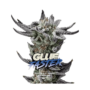 GORILLA GLUE GK FEM X2-BSF