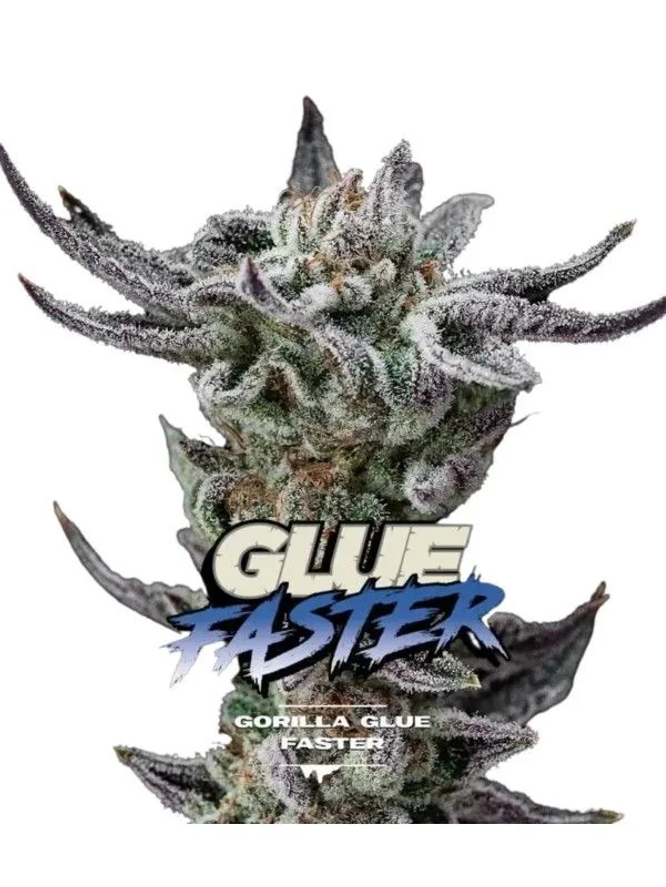 Gorilla Glue Gk Fem -Bsf (X4/X2) 1