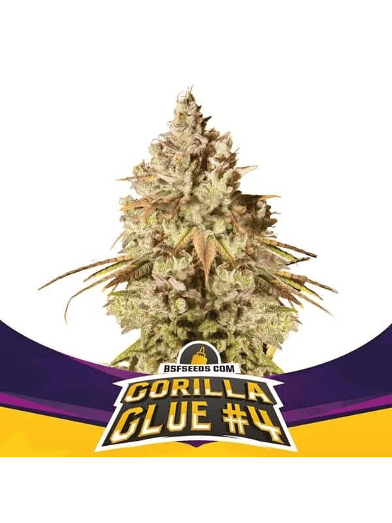 GORILLA GLUE  N°4 FEM X2-BSF 1