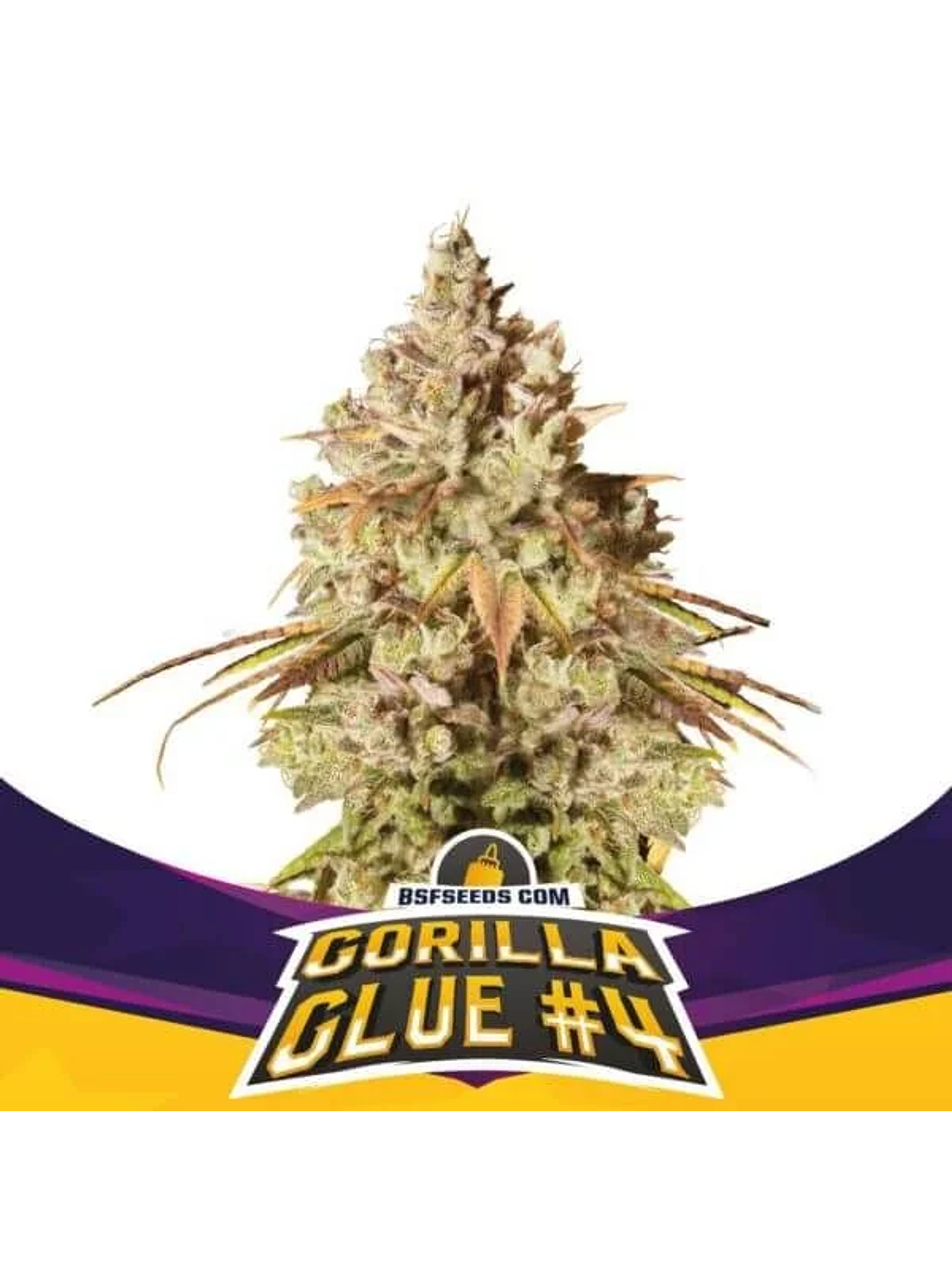 Gorilla Glue N°4 Fem -Bsf (X100/X12/X7/X4/X2) 1