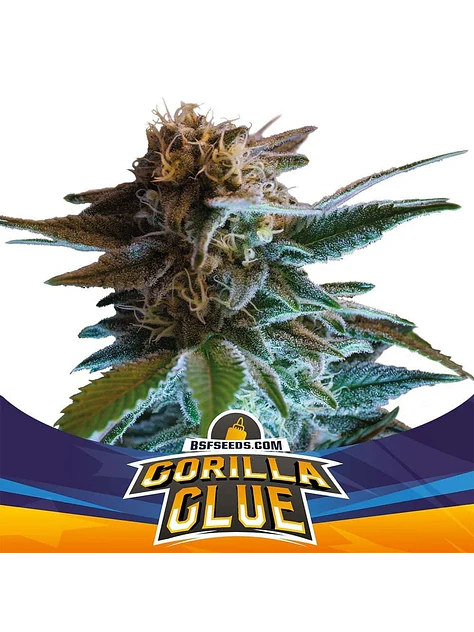 Gorilla Glue  Auto X4-Bsf 1