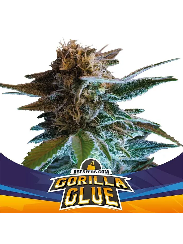 Gorilla Glue  Auto X4-Bsf 1