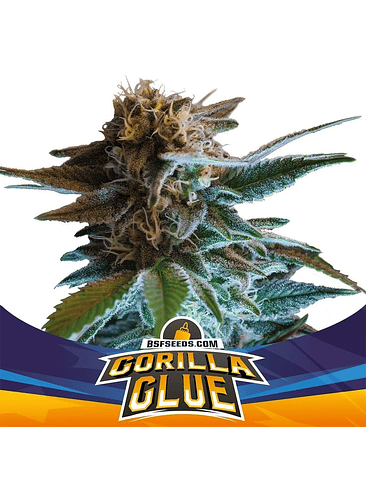 GORILLA GLUE AUTO GK X2-BSF 1