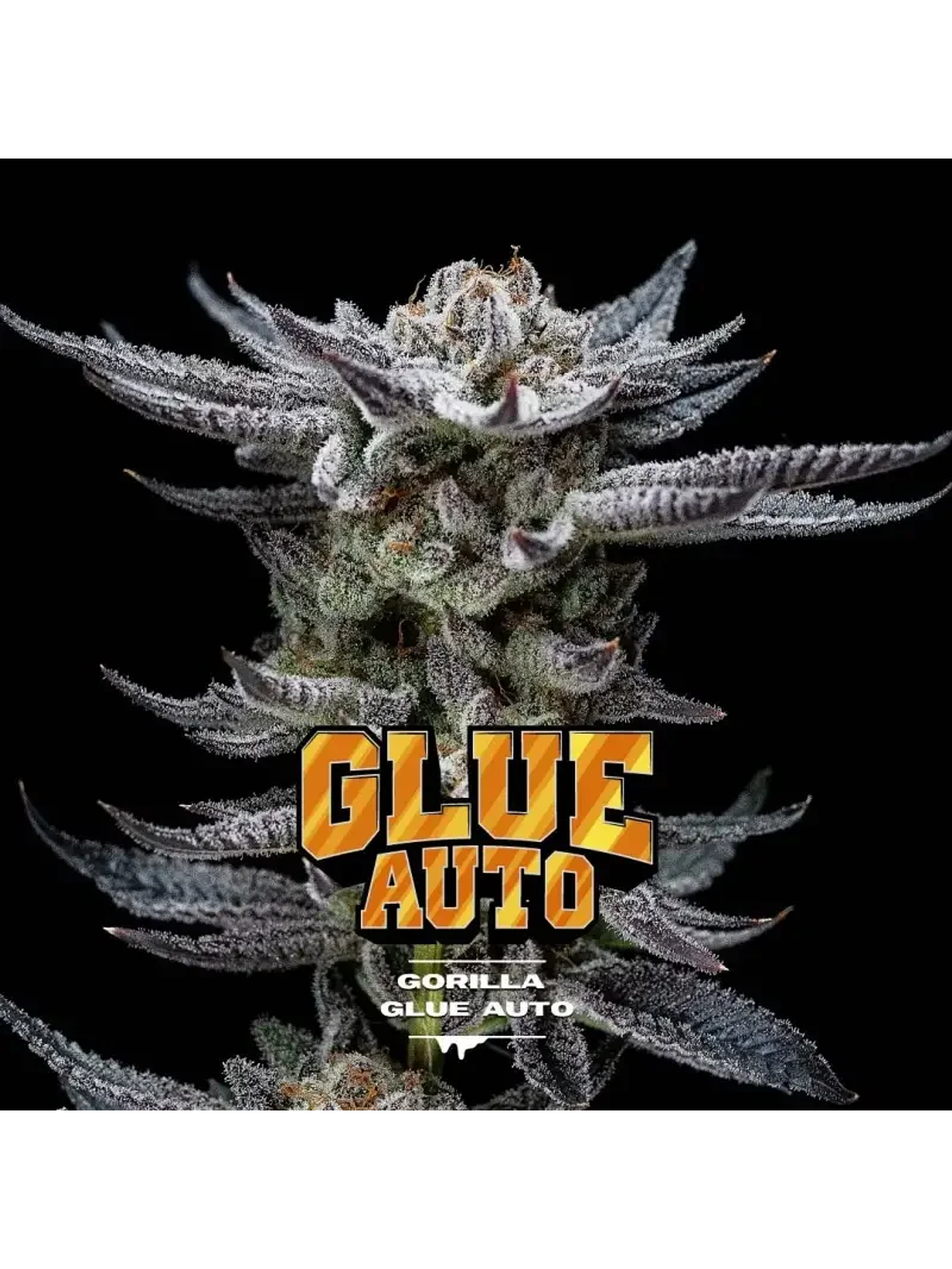 Gorilla Glue Auto Gk -Bsf (X12/X4/X2) 1