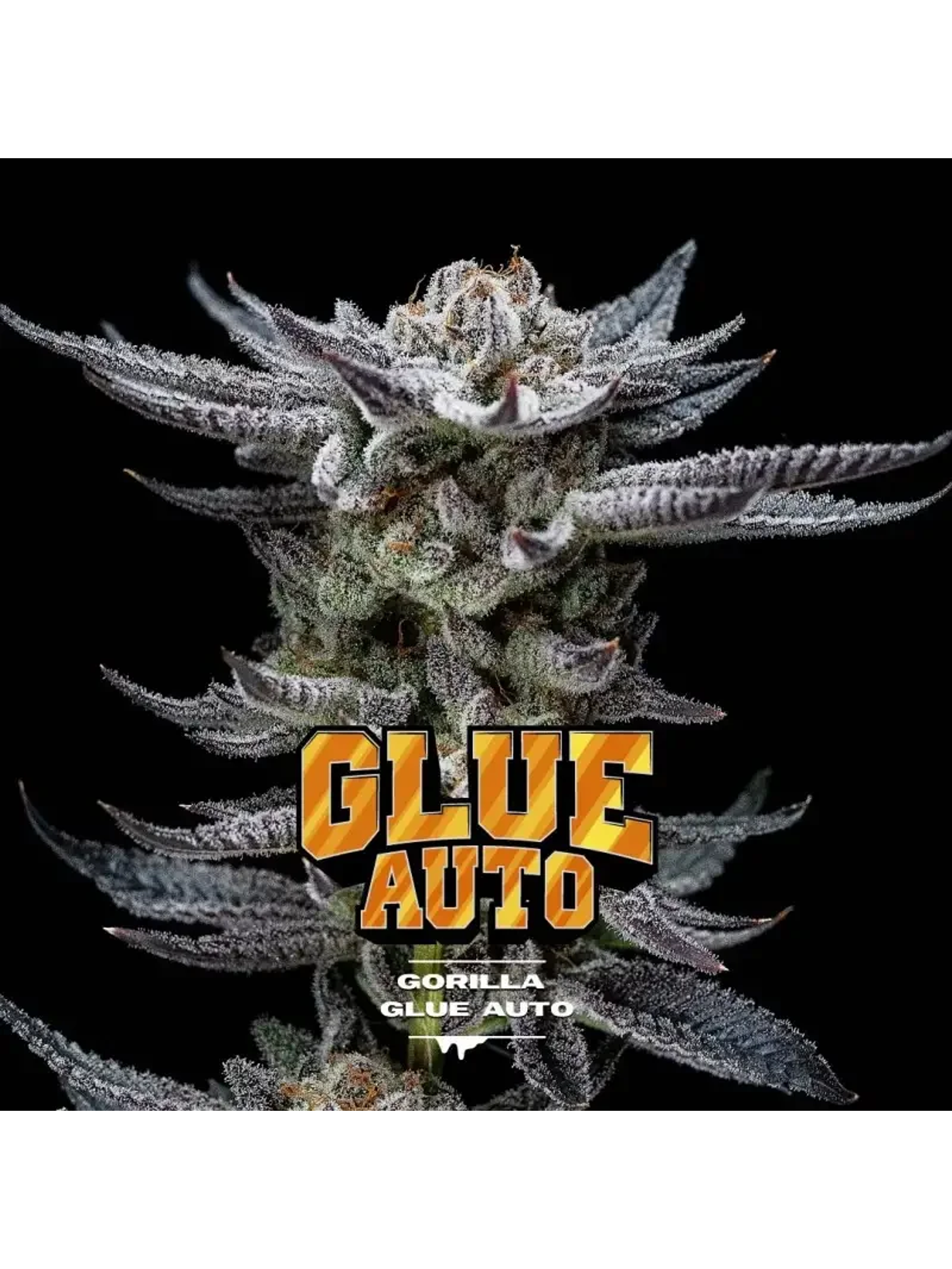 Gorilla Glue Auto Gk -Bsf (X12/X4/X2) 1