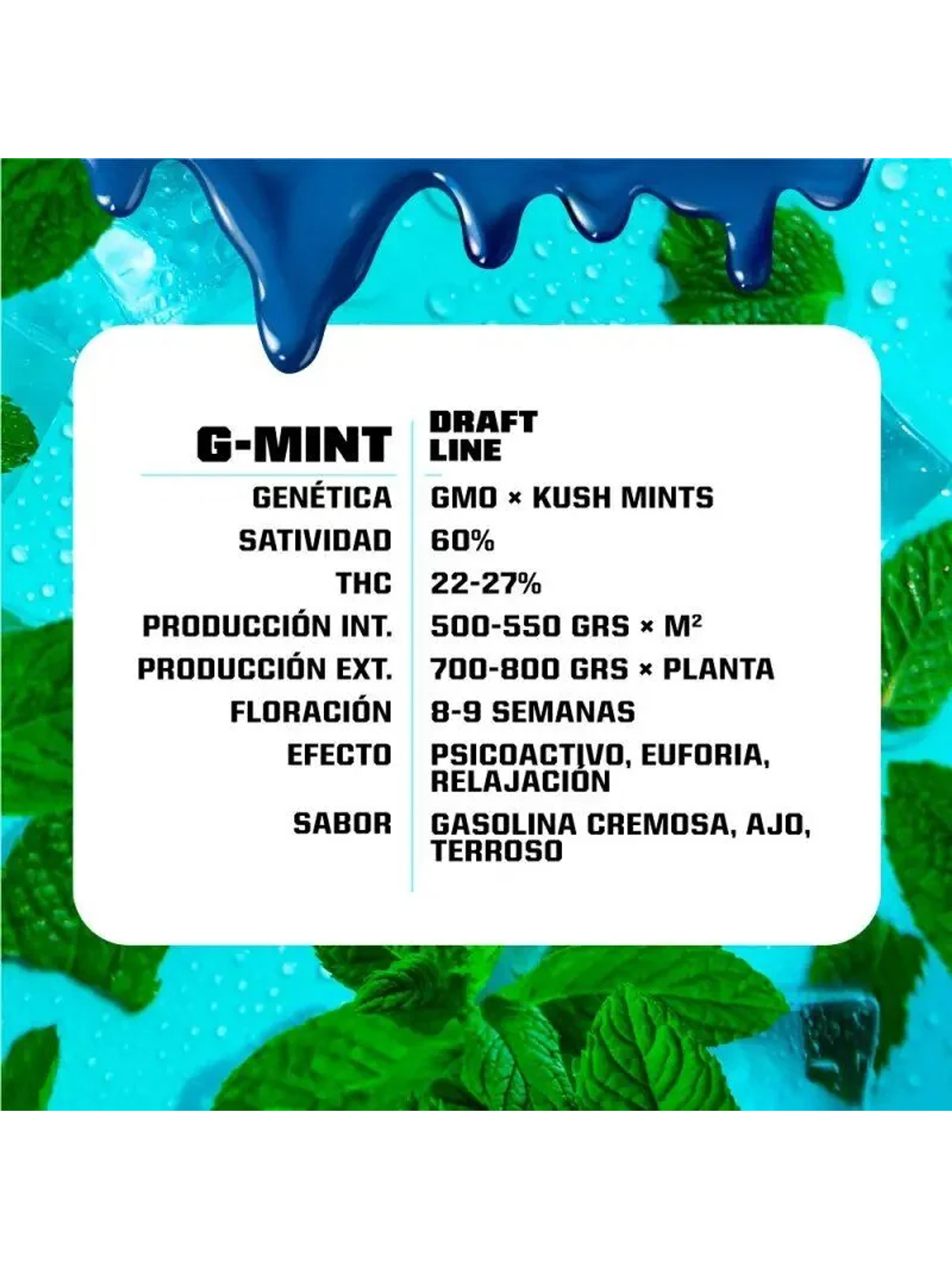 G-Mint Fem -Bsf (X12/X7/X4/X2) 2