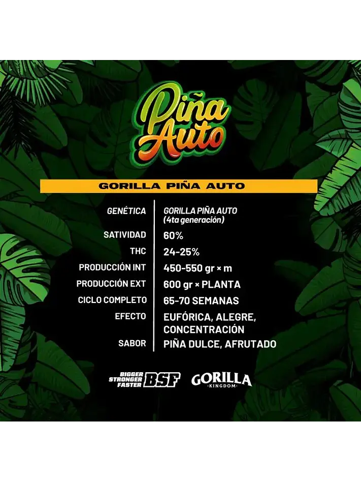 Gorilla Piña Auto -Bsf (X4/X2) 1
