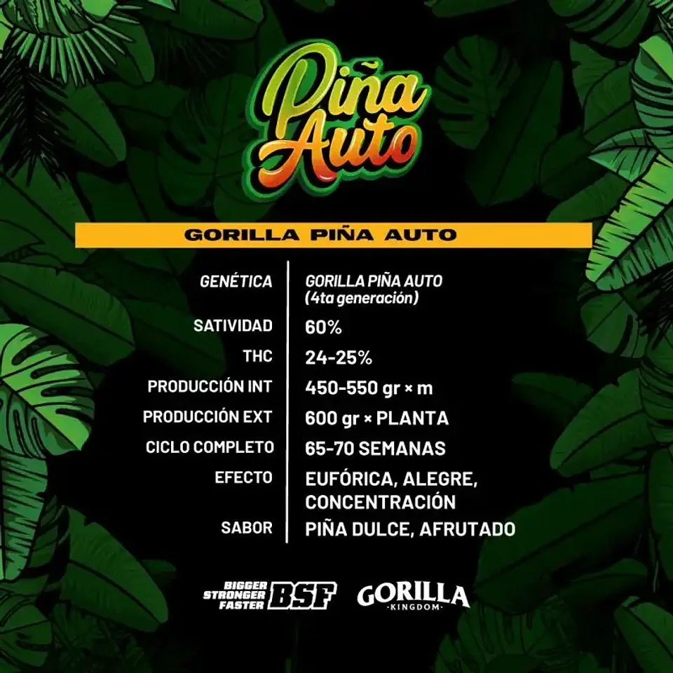 Gorilla Piña Auto -Bsf (X2/x4/x12/x100) 2