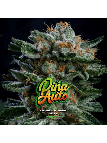 GORILLA PIÑA AUTO X4-BSF 2