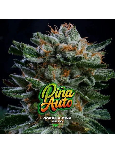 Gorilla Piña Auto -Bsf (X4/X2) 2