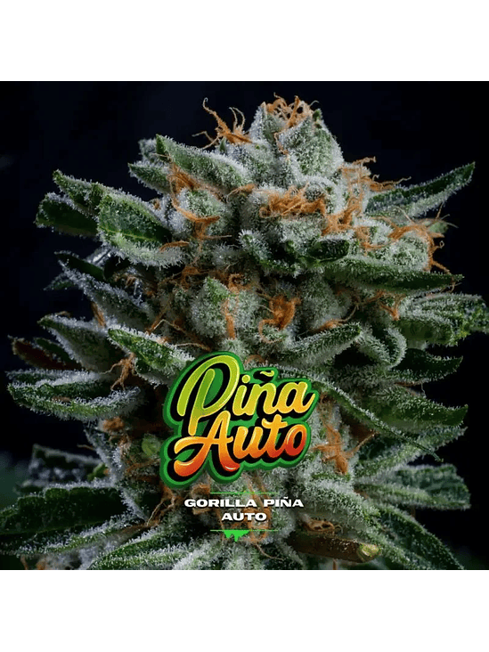 GORILLA PIÑA AUTO X4-BSF 2