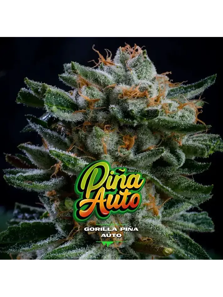 Gorilla Piña Auto -Bsf (X4/X2) 2