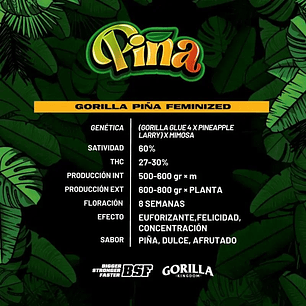 GORILLA PIÑA FEM X4-BSF