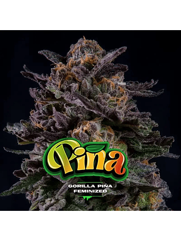 GORILLA PIÑA FEM X4-BSF 2