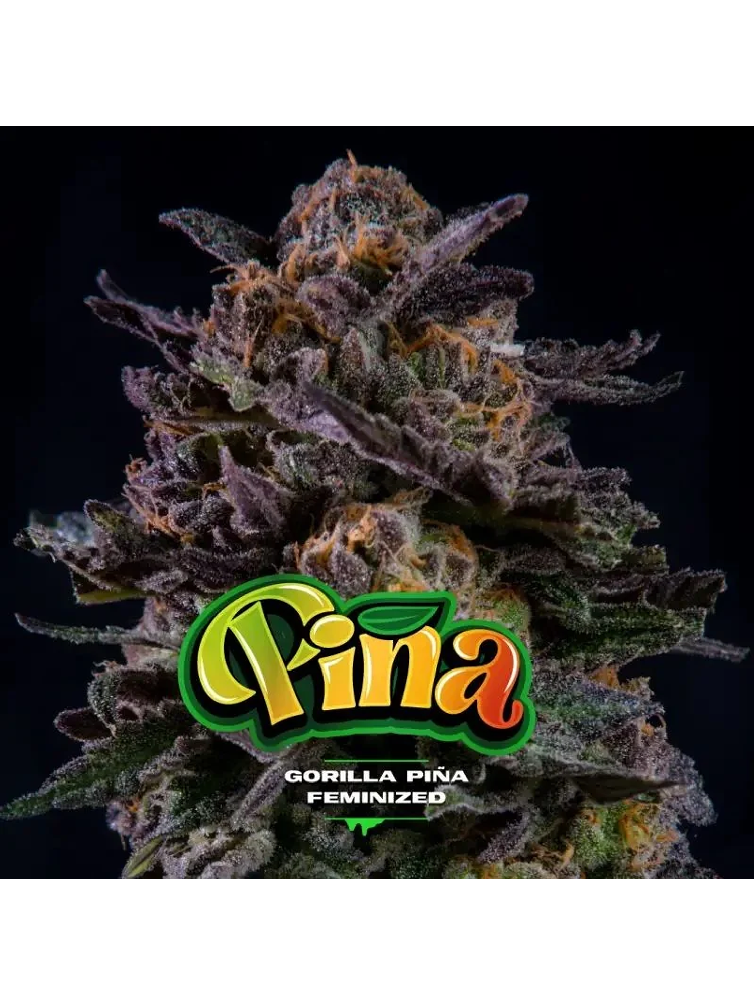 Gorilla Piña Fem (X12/X2/X4)-Bsf 1