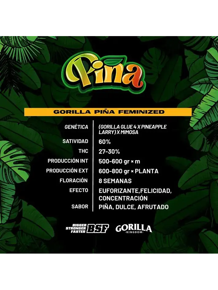 Gorilla Piña Fem -Bsf (X12/X4/X2) 2