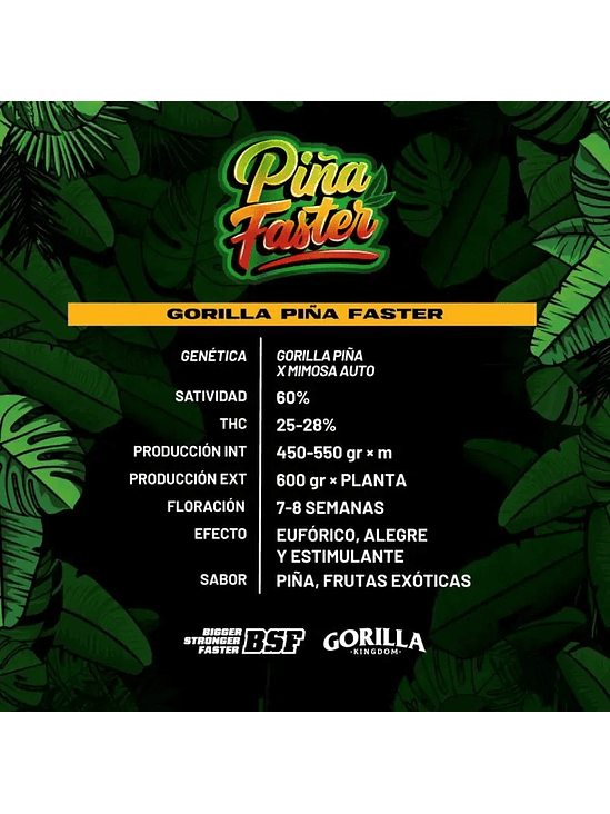 GORILLA PIÑA FAST VERSION X2-BSF 1