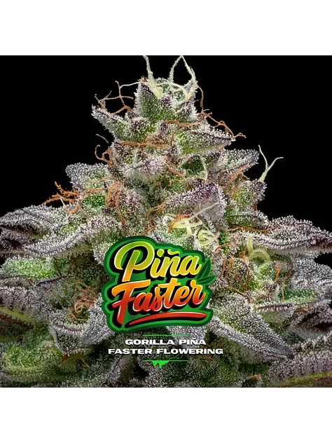 Gorilla Piña Fast Version X2-Bsf 2