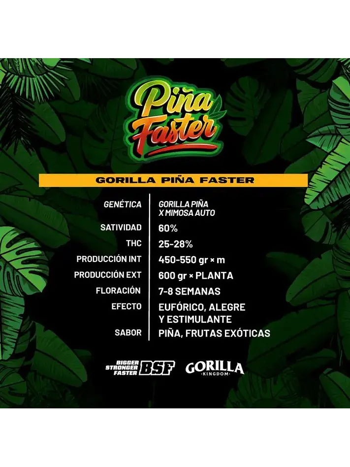 Gorilla Piña Fast Version -Bsf (X4/X2) 1
