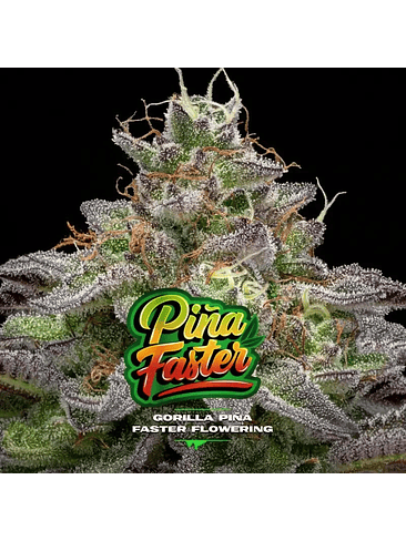 GORILLA PIÑA FAST VERSION X4-BSF 2