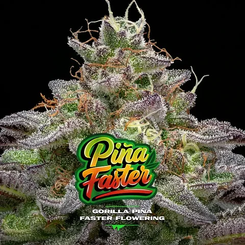 Gorilla Piña Fast Version -Bsf (X4/X2)