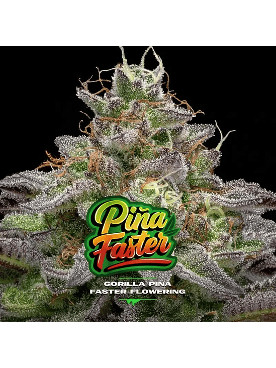 GORILLA PIÑA FAST VERSION X4-BSF 2