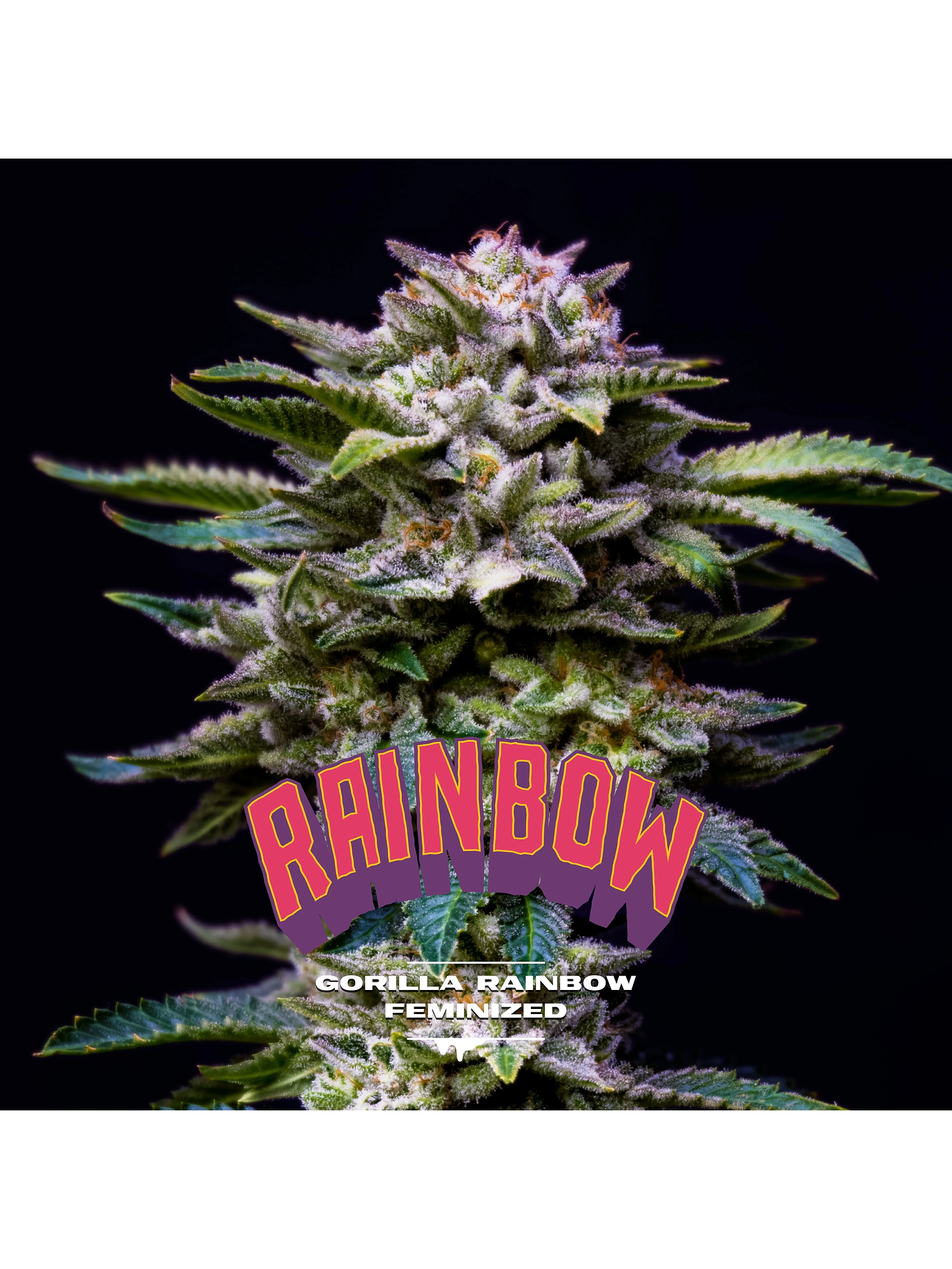 Gorilla Rainbows Fem -Bsf (X7/X4/X2) 1