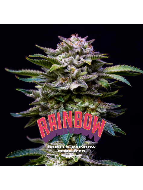 Gorilla Rainbows Fem -Bsf (X7/X4/X2) 1