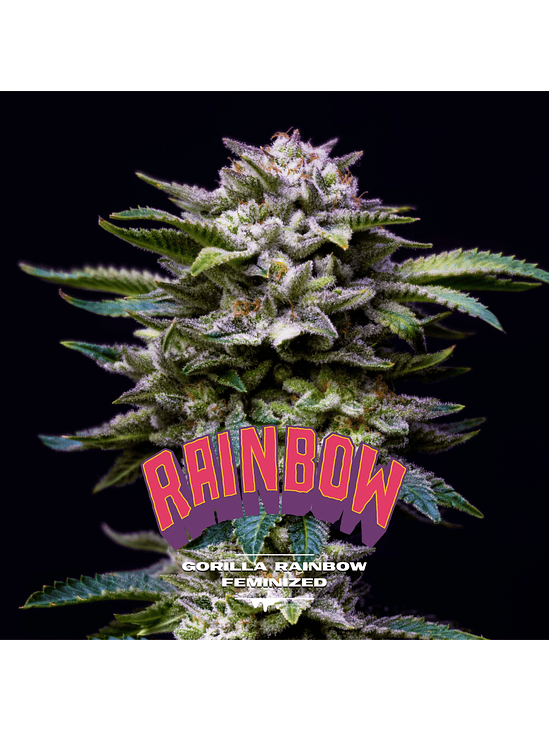 GORILLA RAINBOWS FEM X7-BSF 1