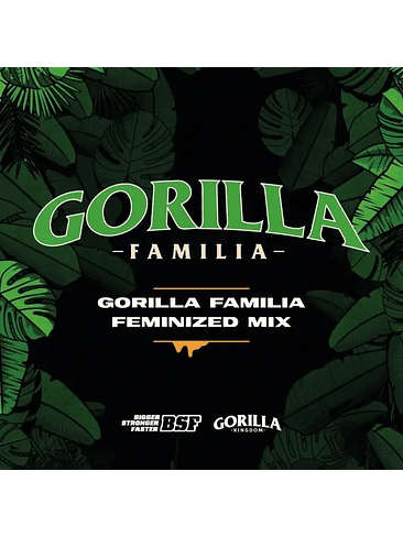 GORILLA FAMILIA FEM X12 -BSF 1