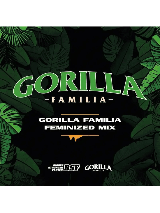 GORILLA FAMILIA FEM X12 -BSF 1