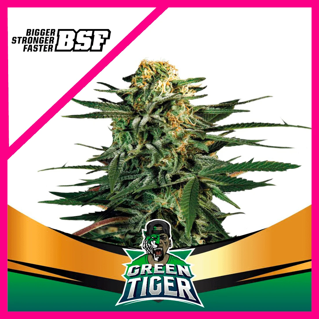 Green Tiger Fast Version Fem X4-Bsf 1