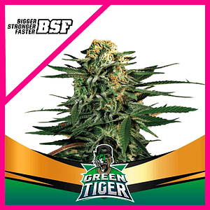 Green Tiger Fast Version Fem X4-Bsf