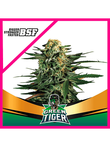 GREEN TIGER FAST VERSION FEM X4-BSF 1