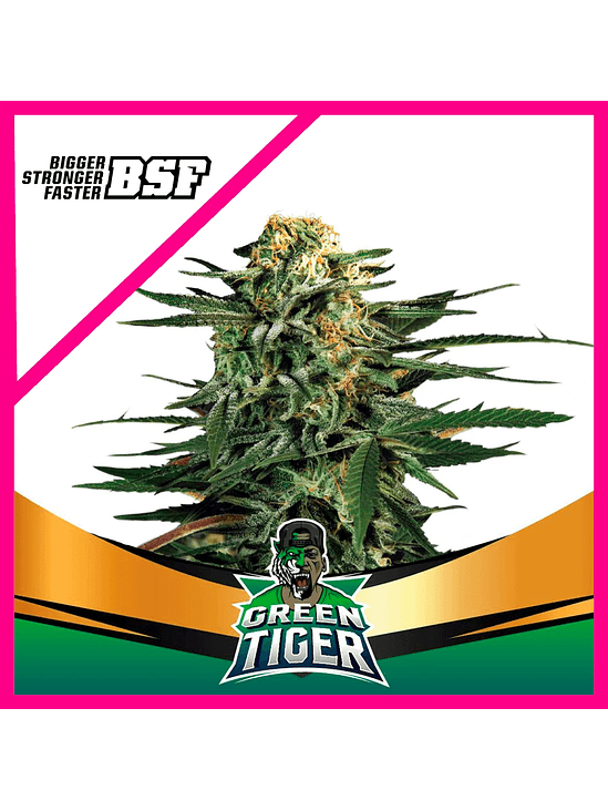 GREEN TIGER FAST VERSION FEM X4-BSF 1