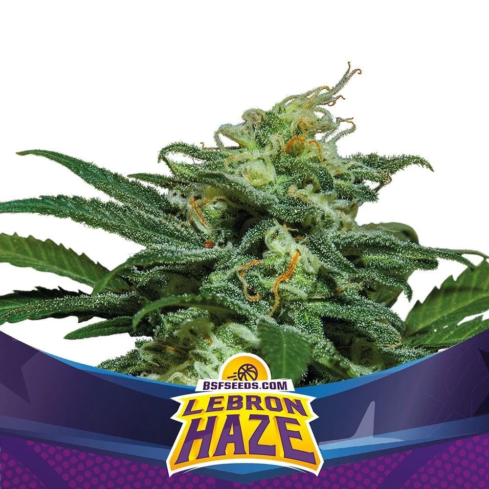 Lebron Haze Auto -Bsf (X4/X2) 1