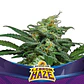 Lebron Haze Auto -Bsf (X4/X2) - Miniatura 1
