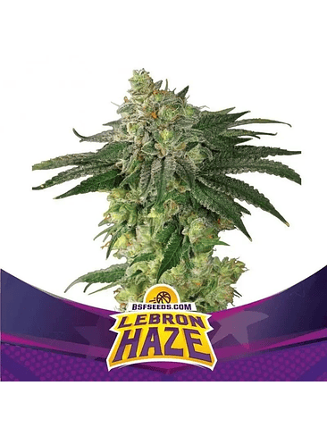 LEBRON HAZE  FEM X12-BSF 1