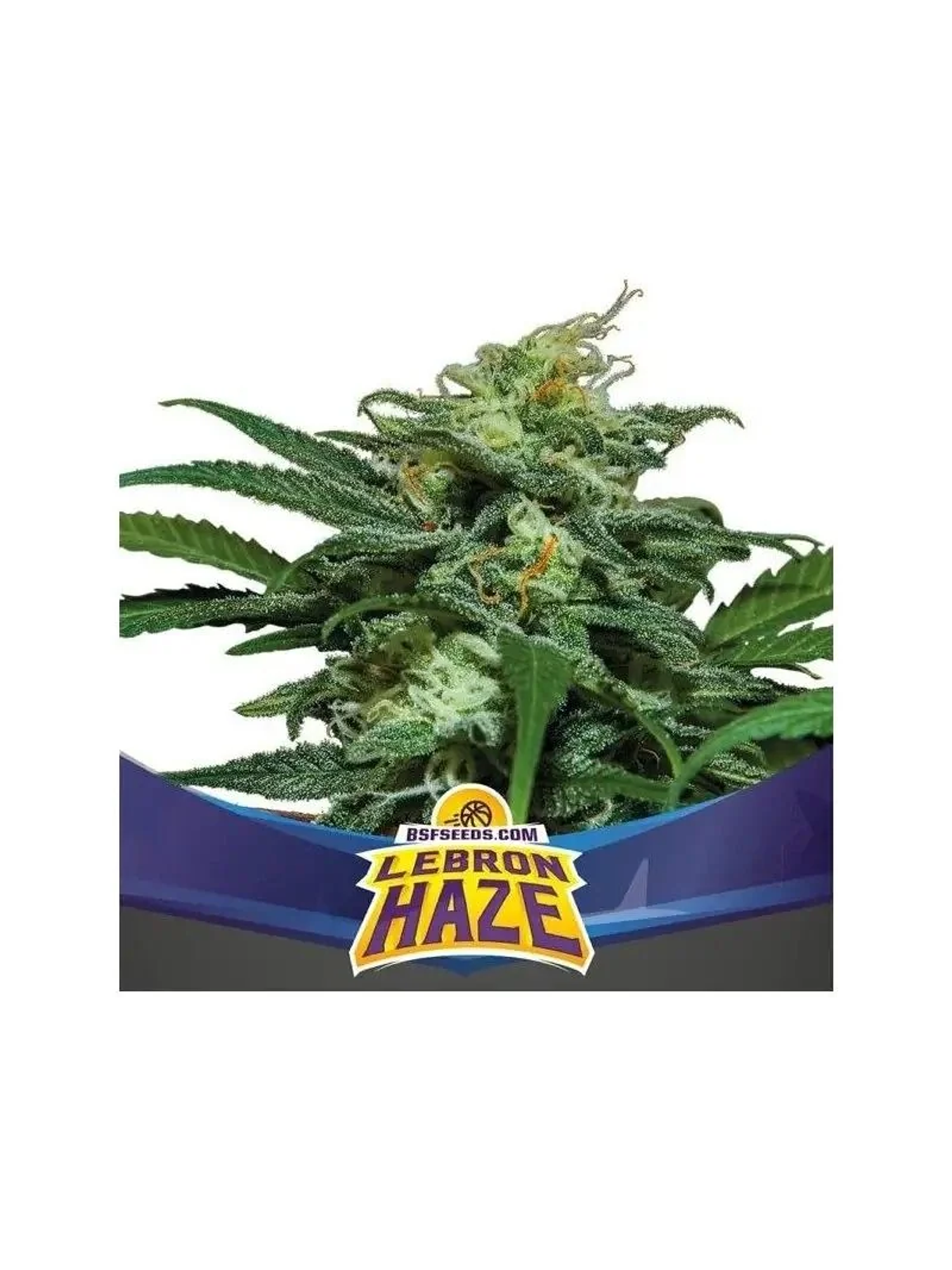 Lebron Haze Xxl Auto -Bsf (X12/X4/X2) 1