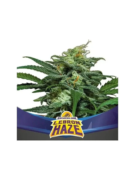 Lebron Haze Xxl Auto -Bsf (X12/X4/X2) 1