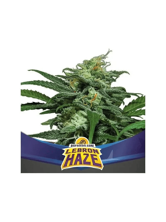 LEBRON HAZE XXL AUTO X12-BSF 1