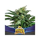 Lebron Haze Xxl Auto -Bsf (X12/X4/X2) - Miniatura 1